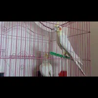 یه جفت عروس با سه تا جوجه و تخم