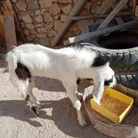 پازن سر حال در خونه|حیوانات مزرعه|اهرم, |دیوار