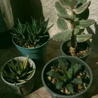 مجموعه