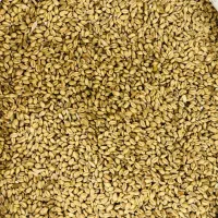 گندم بذر آبی پیشگام درجه 1|گل و گیاه طبیعی|بروجرد, |دیوار