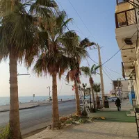 برش نخل ودرختان|خدمات باغبانی و درختکاری|بوشهر, |دیوار