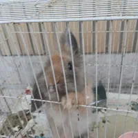خرگوش به همراه غذا و مکمل و پوشال