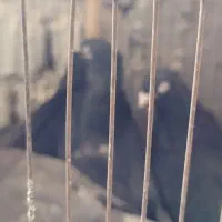 کبوتر بازی کن|پرنده|شیراز, شهرک صادقیه|دیوار
