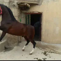 نریان سیلمی ترک دره شور|اسب و تجهیزات اسبسواری|اصفهان, شهریار|دیوار