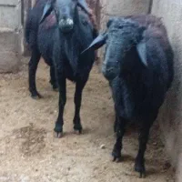 کوسفند