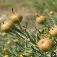 کشار برای فروش
