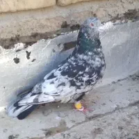 کبوتر