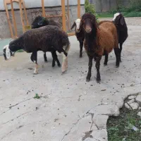 بره نر پرواری|حیوانات مزرعه|گمیشان, |دیوار