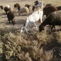 بز)|حیوانات مزرعه|طرقبه, |دیوار