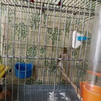 سهره|پرنده|تهران, تهرانپارس جنوبی|دیوار