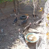 جوجه بوقلمون|حیوانات مزرعه|سمیرم, |دیوار