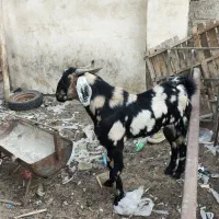 نر بز گوشتی|حیوانات مزرعه|چابهار, |دیوار