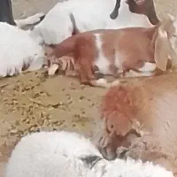 بزغاله نر سبک وزن