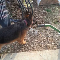 ژرمن شپرد سالم|سگ|کلاردشت, |دیوار