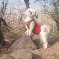 سگ شیتزو|سگ|فردیس, سرحد آباد|دیوار