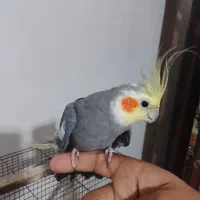 عروس هلندی|پرنده|رباط‌کریم, نصیرشهر|دیوار