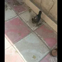 کفتر قره پارپاری
