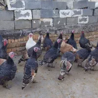 بوقلمون کوردی|حیوانات مزرعه|کامیاران, |دیوار