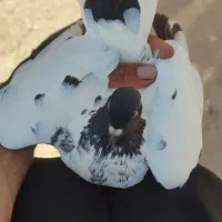 ابلغ افغانی