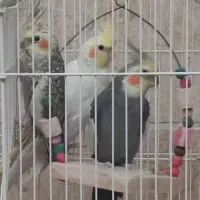 پرنده فروشی