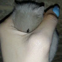 همسترخوشگل|موش و خرگوش|مسجد سلیمان, |دیوار