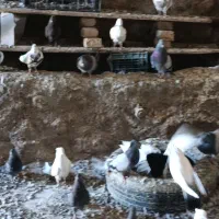 کبوتر دم رنگی همه رقم|پرنده|مرند, |دیوار