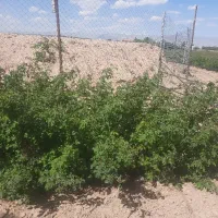 نهال گل محمدی ۲ و۳ ساله اصلاح شده