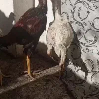 ۵ تا جوجه خروس لاری