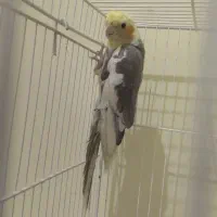 عروس هلندی ابلغ