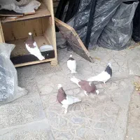کبوتر