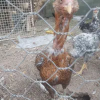 مرغ لاری وگلین|حیوانات مزرعه|پاکدشت, پاکدشت (مامازند)|دیوار