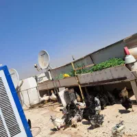 مرغ و خروس