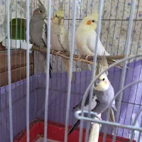 فروش عروس هلندی