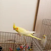 عروس هلندی لوتینو خال زعفرانی فول رام|پرنده|قدس, شهرقدس|دیوار