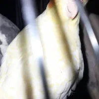 پرنده|پرنده|لاهیجان, فیاض|دیوار