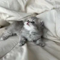 اسکاتیش