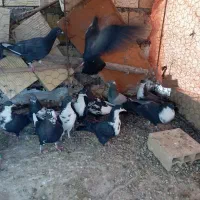 کفتر رنگی|پرنده|کوهبنان, |دیوار