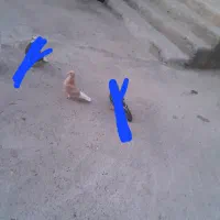 دوتا جوجه زرد تضمینی|پرنده|شوط, |دیوار