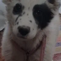 واگزاری طوله