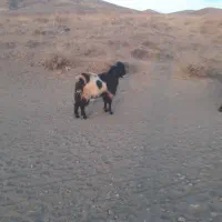 بزغاله ماده