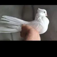یک جفت سفید اراکی