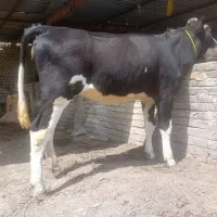 گاو قربانی سیمینتال نزاییده سوپرچاق چاق پر گوساله