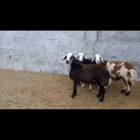 بره نر|حیوانات مزرعه|نهاوند, |دیوار