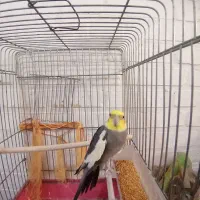 طوطی عروس نر بالغ