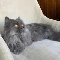 واگذاری گربه پرشین