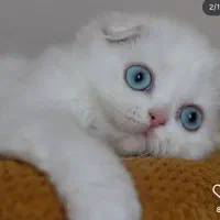 اسکاتیش/سفید/بلوپوینت