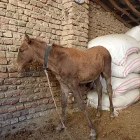 کره اسب نر چهار ماه یورقه|اسب و تجهیزات اسب‌سواری|آزادشهر, |دیوار