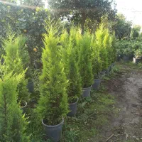 لاوسون.کاج طلایی|گل و گیاه طبیعی|چابکسر, |دیوار