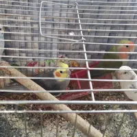 عروس هلندی سخنگو
