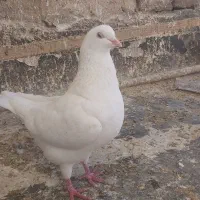 کبوتر کینگ|پرنده|تهران, منیریه|دیوار